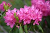 Rhododendron ponticum (2).jpg
