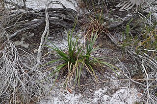 <i>Rhynchospora megalocarpa</i> Species of grass-like plant