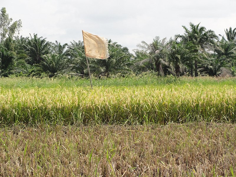 File:Rice cultivation in Benin - panoramio (18).jpg