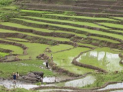 Rice farming near Luro