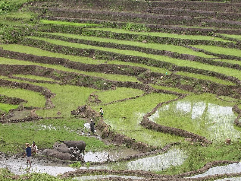 File:Rice terraces and Water Buffalo near Luro village, Luro subdistrict, Lautem, Timor-Leste (5 Mar 2004).jpg