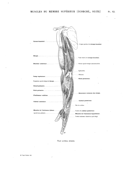 File:Richer - Anatomie artistique, 2 p. 69.png