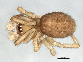 <i>Robertus</i> (spider) Genus of spiders