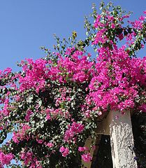 Bougainvillea