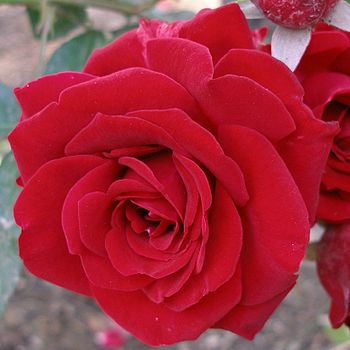 Rosa Triolet (Orard 1994 Rosaceae).jpg