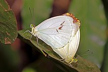 Dumaloq qanotli beparvo (Nepheronia pharis pharis) mating.jpg