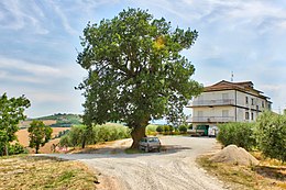 Roverella di Carassai Arbre monumental de la Marche.jpg