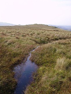 The Rowantree Beck near its origin