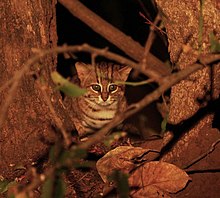 Rusty-spotted cat in its natural habitat Rusty spotted cat 2, crop.jpg