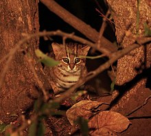 rusty spotted cat baby