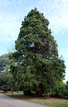 Séquoia géant au parc Sainte-Marie à Nancy