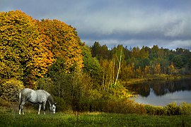 Helehall hobune Tsilgutaja järve kaldal