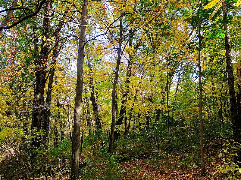 File:S.B. Andersen Conservancy during Autumn - panoramio (3).jpg