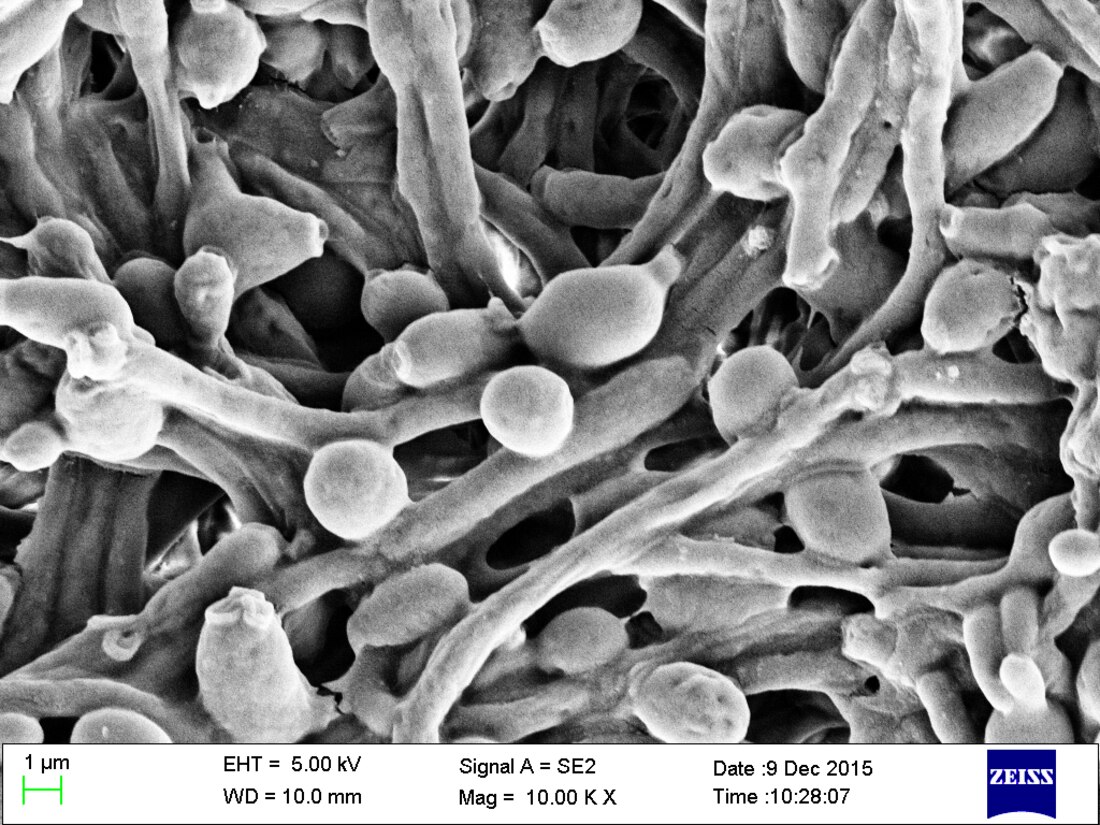 Candida albicans