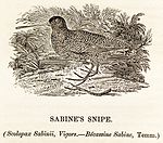 Sabine's Snipe, tillagd i senare utgåvor, efter att ha beskrivits av Nicholas Aylward Vigors 1825