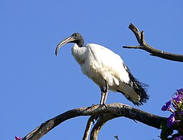 Sacred ibis.jpg