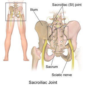 Sacroiliac joint - Wikipedia