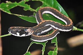 Sahul Keelback (Rhabdophis chrysargoides) image (8373011069) .jpg açıklaması.