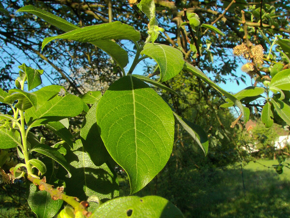 Salix caprea РїР»РѕРґС‹