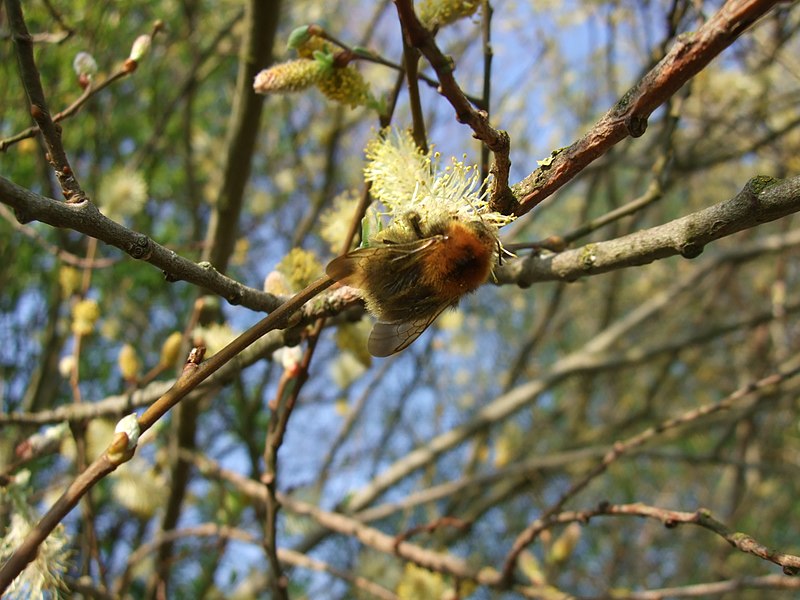 File:Salix cinerea flowers-5.jpg