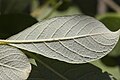 Français : Salix cinerea Sablière de Morrière Plailly (Oise), France