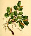 Salix reticulata