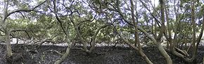 Inside a mangrove canopy, Salt Pan Creek, New South Wales Saltpancrk1a.jpg