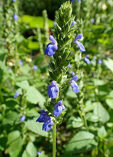 <i>Salvia hispanica</i> Species of flowering plant in the mint and sage family Lamiaceae