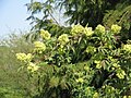 Sambucus racemosa