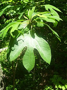 Sassafras leaves, source of filé powder