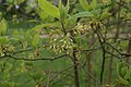 Sassafras albidum