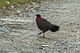 Satyr Tragopan - Bhutan S4E9890 (15362444310).jpg