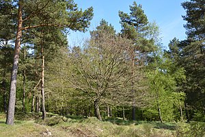 Schleswig-Holstein, Bark, Wittenborner Heide NIK 6076.jpg