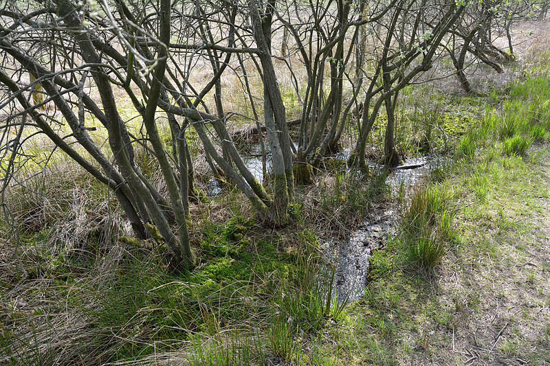 File:Schleswig-Holstein, Kellinghusen, Naturschutzgebiet Heideflächen bei Kellinghusen NIK 3483.JPG