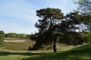 Schleswig-Holstein, Kellinghusen, Naturschutzgebiet Heideflächen bei Kellinghusen NIK 3522.JPG