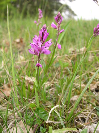 <i>Polygala comosa</i> Species of flowering plant