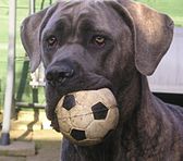 Cane Corso portrait, blue coat, uncropped