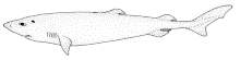 Scymnodalatias sherwoodi (Sherwood dogfish) .gif