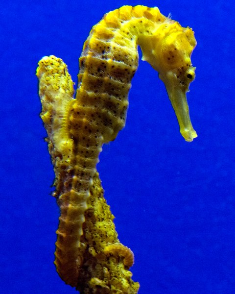 File:Sea horses at Monterey Bay Aquarium, Monterey, California LCCN2013632043 (cropped).tif