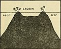 Section of an atoll - Atlantic reef corals, a handbook of the common reef and shallow-water corals of Bermuda, Florida, the West Indies, and Brazil" - p 28 (1948).jpg