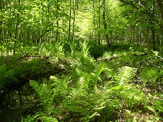 <span class="mw-page-title-main">Scotch Corners Wetland</span> Wetland Area in Ontario