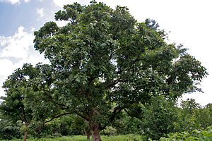 Marrow fruit tree (Semecarpus anacardium)