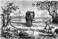 Seven Years in South Africa, page 107, elephant hunting.jpg