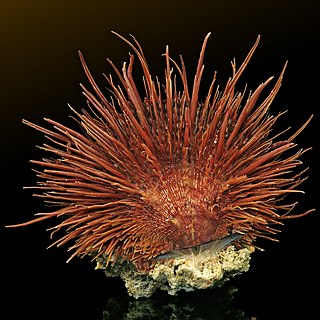 <i>Spondylus visayensis</i> Species of bivalve