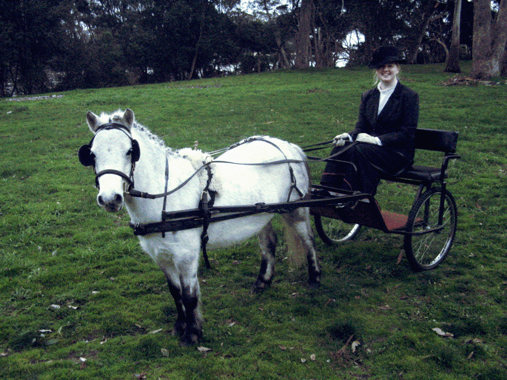 Animaux de la ferme - Poney 1024px-Shetland_Pony_in_Harness_and_Cart