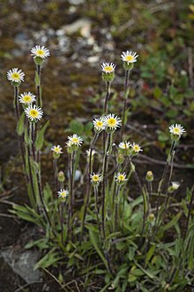 Shortle Fleabane.jpg