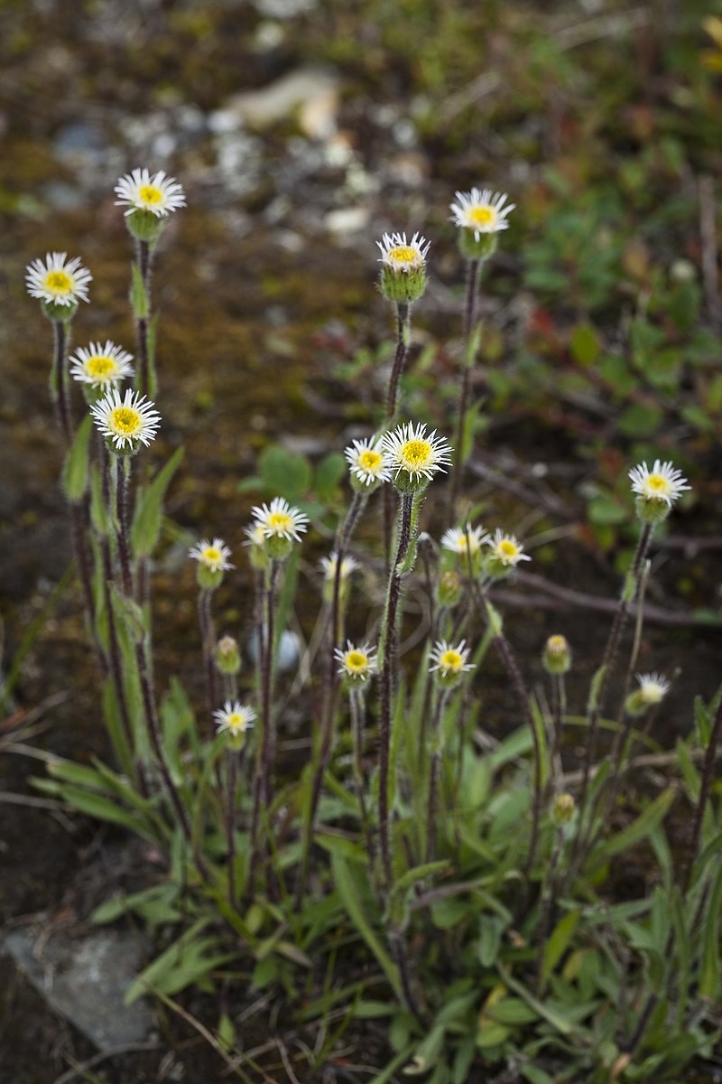 Erigeron macranthus Clear Blue русское название