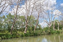 Affected trees in Agde, Southern France (2014) Sick Platanus xhispanica trees, Canal du Midi, Agde.jpg