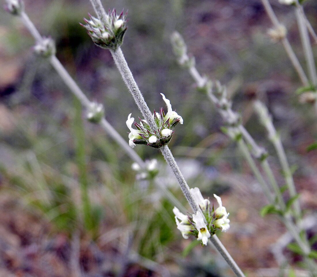 Sideritis hirsuta