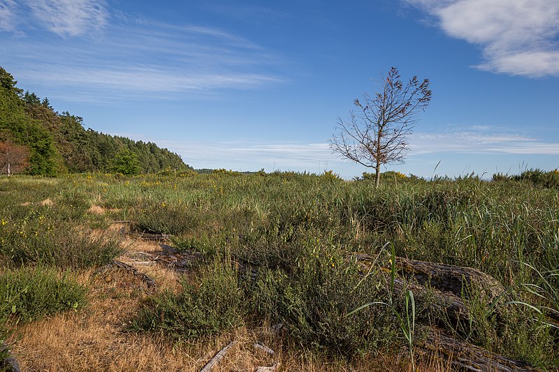 File:Sidney Spit (part of Gulf Islands National Park Reserve), Sidney Island, British Columbia, Canada 17.jpg